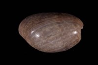 藏品(棗螺)的圖片